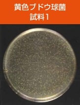 antibacterial02