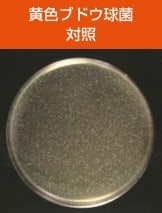 antibacterial04